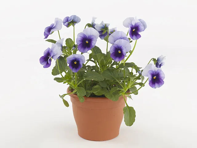 Viola 'sorbet Xp Beaconsfield' - View 16 from www redcrocus com