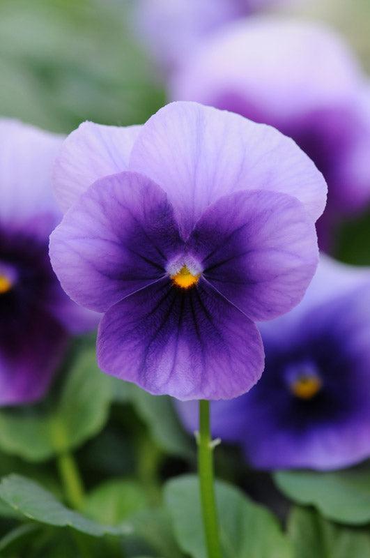 Viola 'sorbet Xp Beaconsfield' - View 17 from www redcrocus com