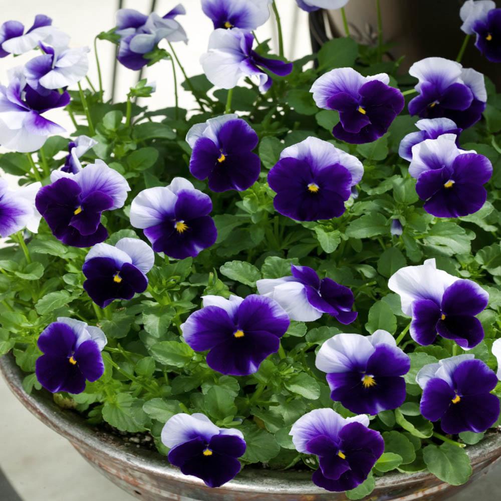 Viola 'sorbet Xp Beaconsfield' - View 19 from www redcrocus com