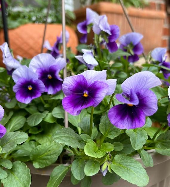 Viola 'sorbet Xp Beaconsfield' - View 20 from www redcrocus com
