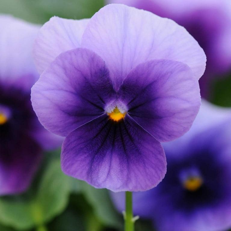 Viola 'sorbet Xp Beaconsfield' - View 21 from www redcrocus com