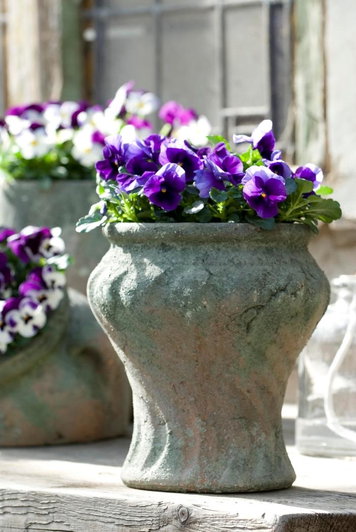 Viola 'sorbet Xp Beaconsfield' - View 22 from www redcrocus com