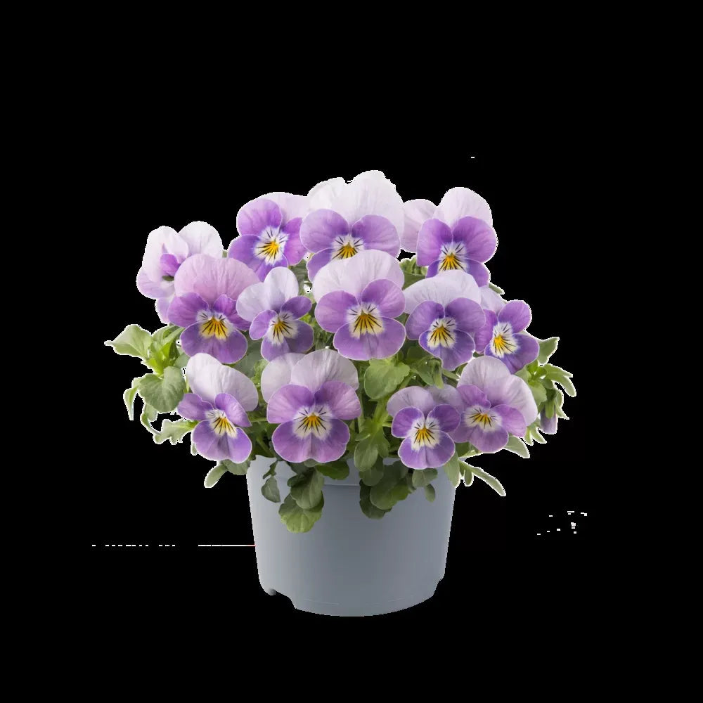 Viola 'sorbet Xp Beaconsfield' - View 23 from www redcrocus com