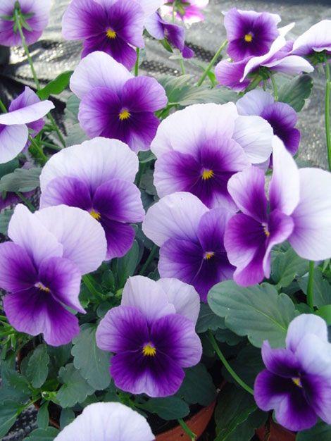 Viola 'sorbet Xp Beaconsfield' - View 24 from www redcrocus com