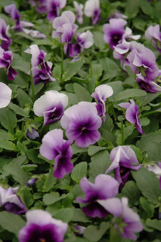 Viola 'sorbet Xp Beaconsfield' - View 2 from www redcrocus com