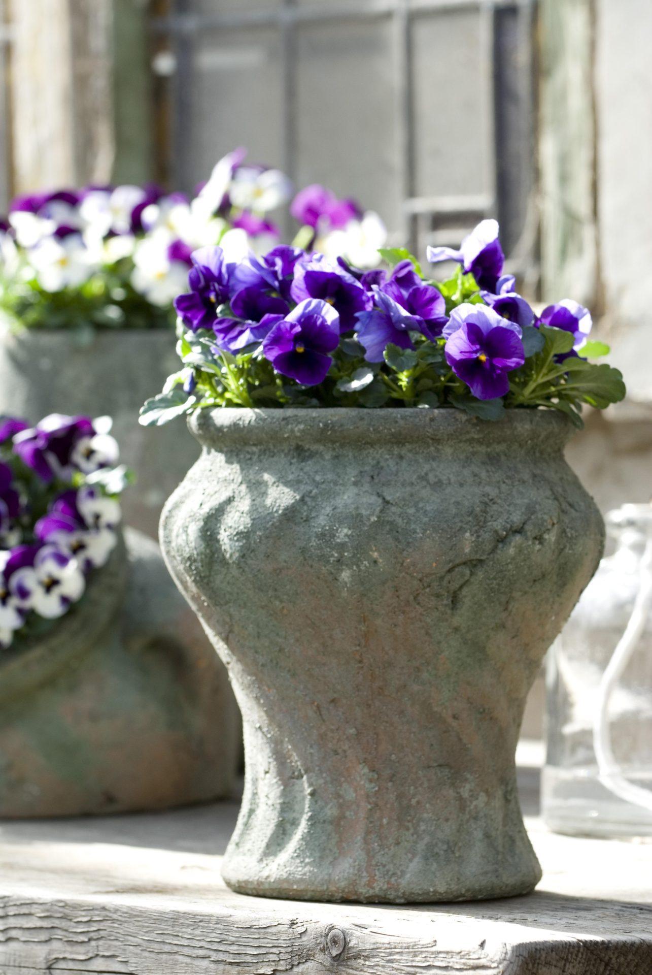 Viola 'sorbet Xp Beaconsfield' - View 4 from www redcrocus com