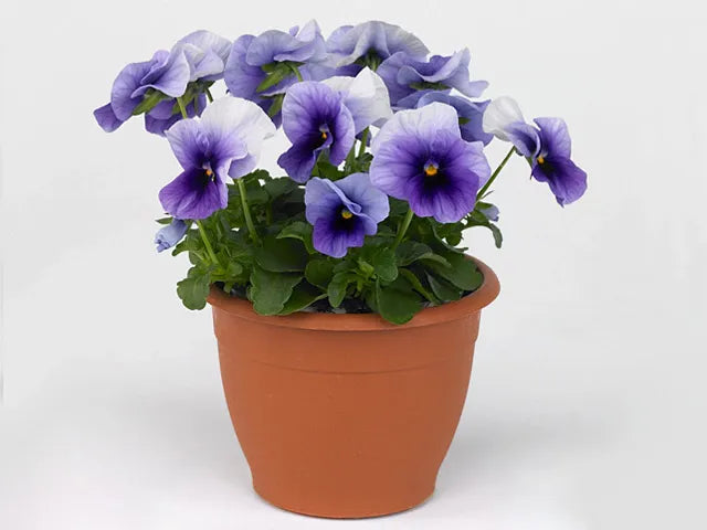 Viola 'sorbet Xp Beaconsfield' - View 5 from www redcrocus com