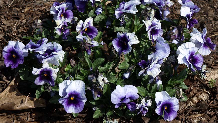 Viola 'sorbet Xp Beaconsfield' - View 7 from www redcrocus com