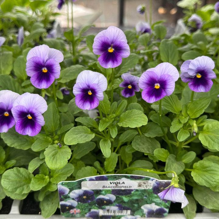 Viola 'sorbet Xp Beaconsfield' - View 8 from www redcrocus com