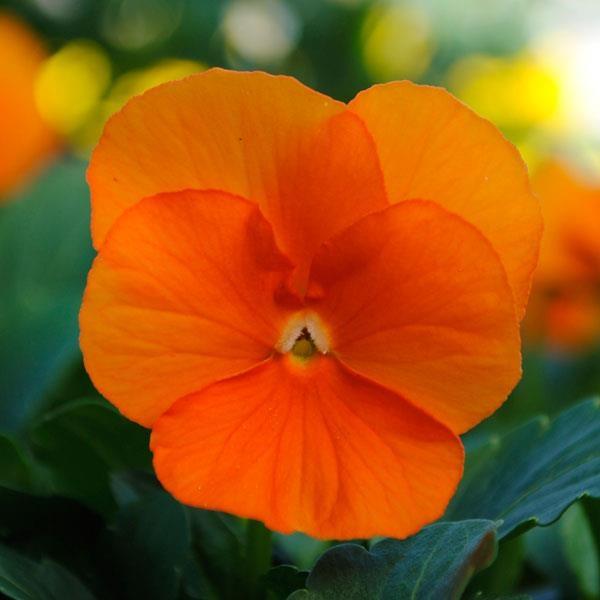Viola Cornuta 'sorbet Xp Deep Orange' - View 10 from www redcrocus com