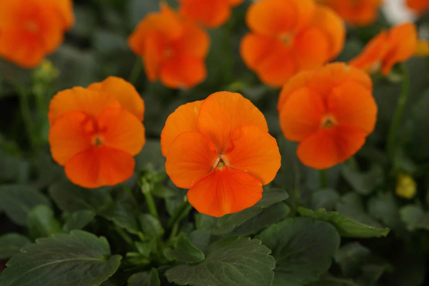 Viola Cornuta 'sorbet Xp Deep Orange' - View 11 from www redcrocus com