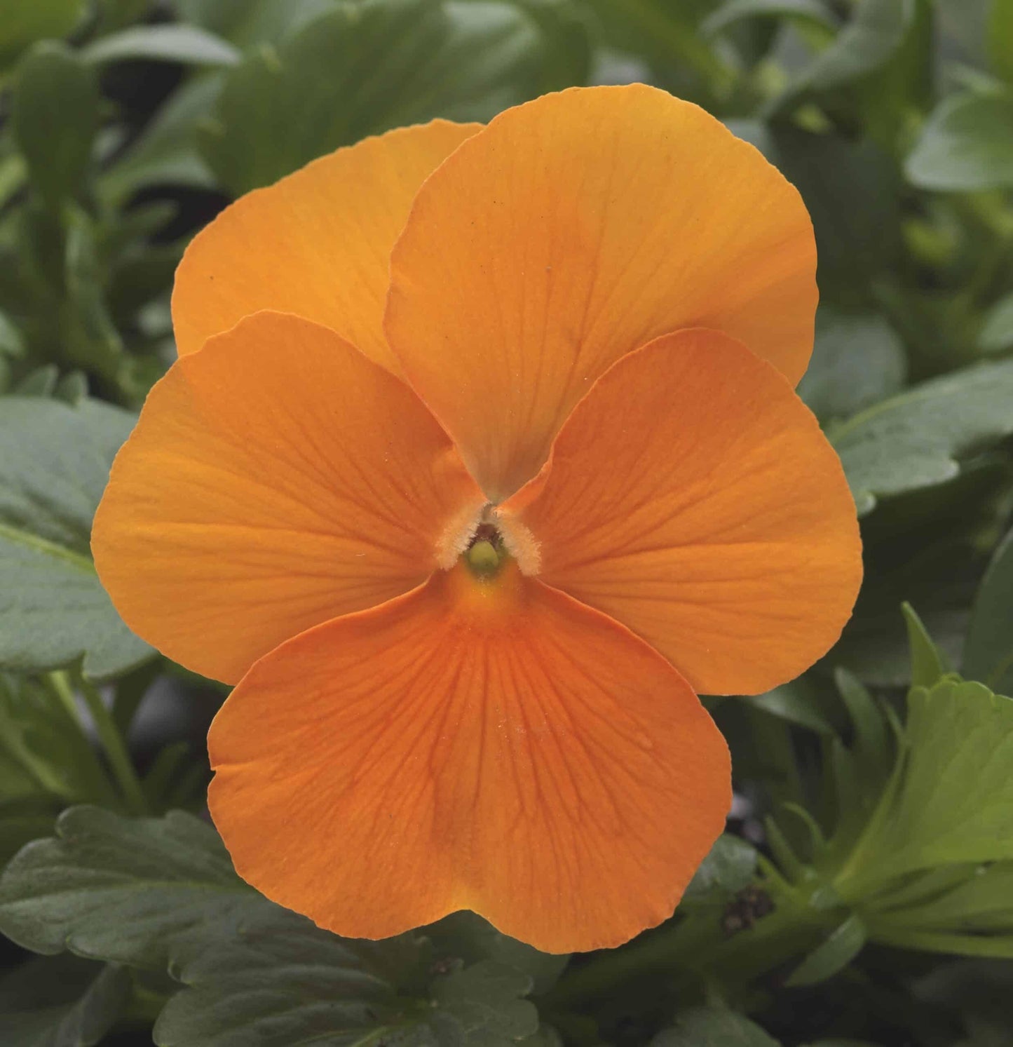 Viola Cornuta 'sorbet Xp Deep Orange' - View 12 from www redcrocus com