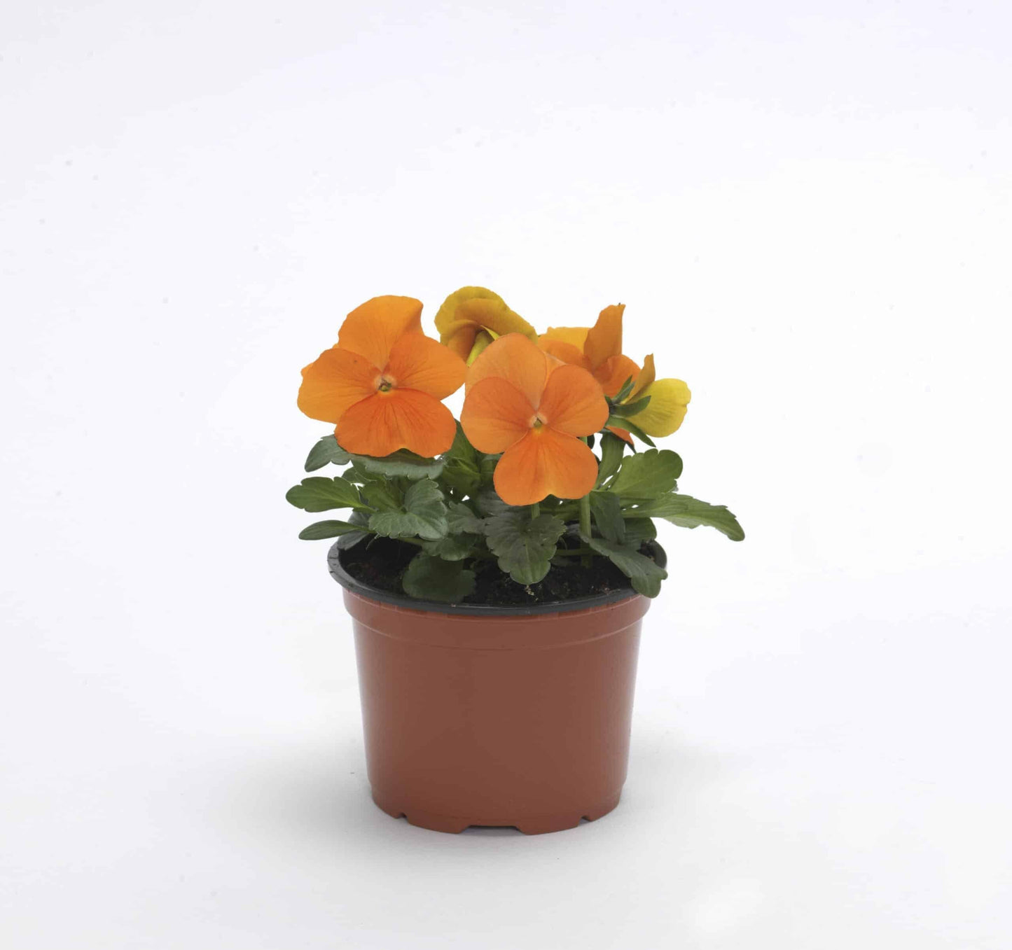 Viola Cornuta 'sorbet Xp Deep Orange' - View 14 from www redcrocus com