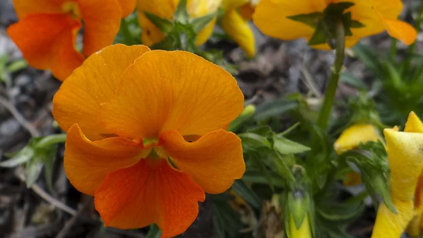 Viola Cornuta 'sorbet Xp Deep Orange' - View 18 from www redcrocus com