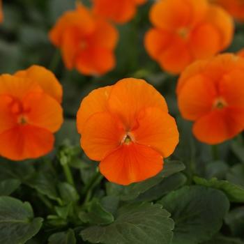Viola Cornuta 'sorbet Xp Deep Orange' - View 22 from www redcrocus com