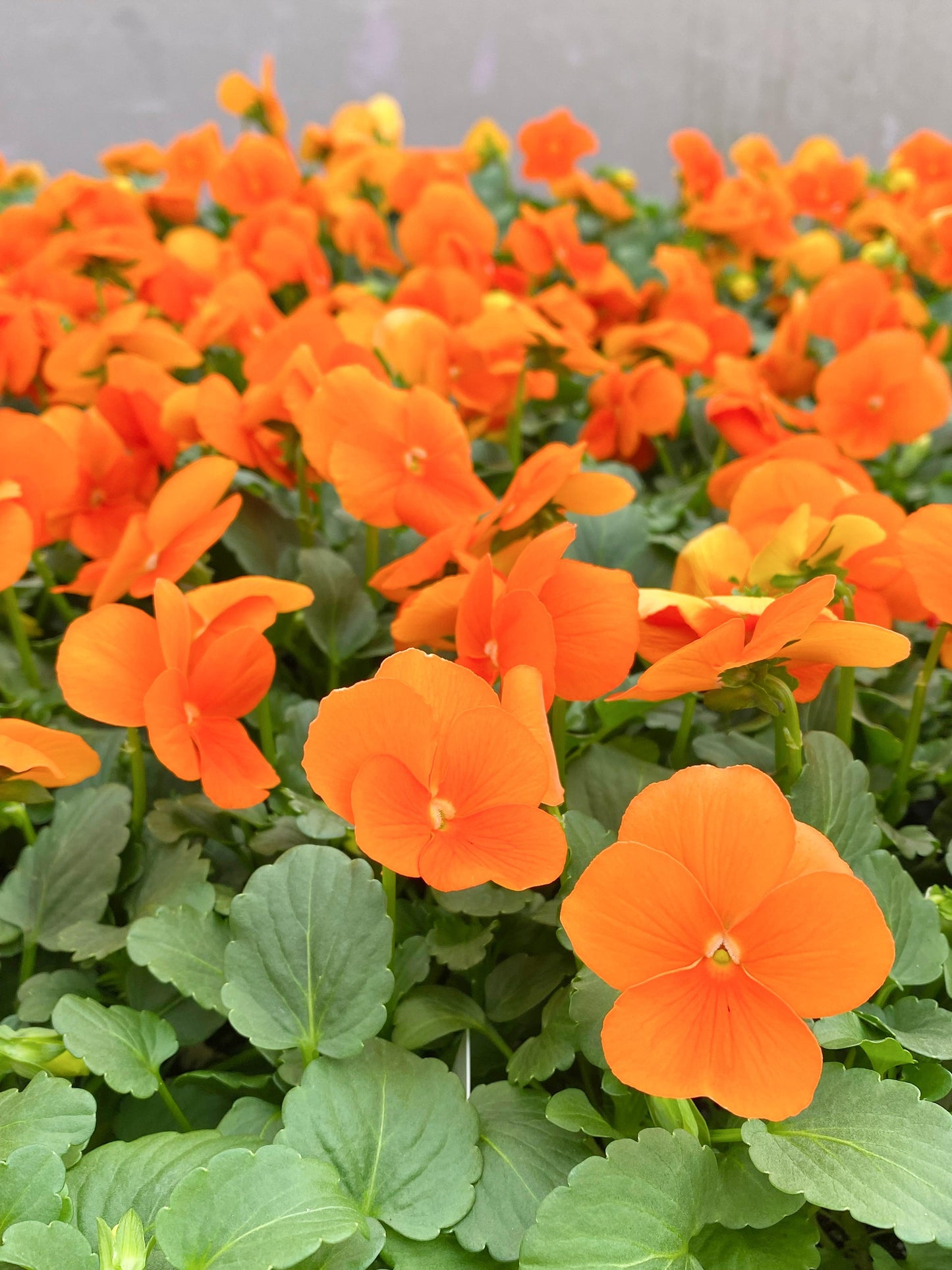 Viola Cornuta 'sorbet Xp Deep Orange' - View 24 from www redcrocus com