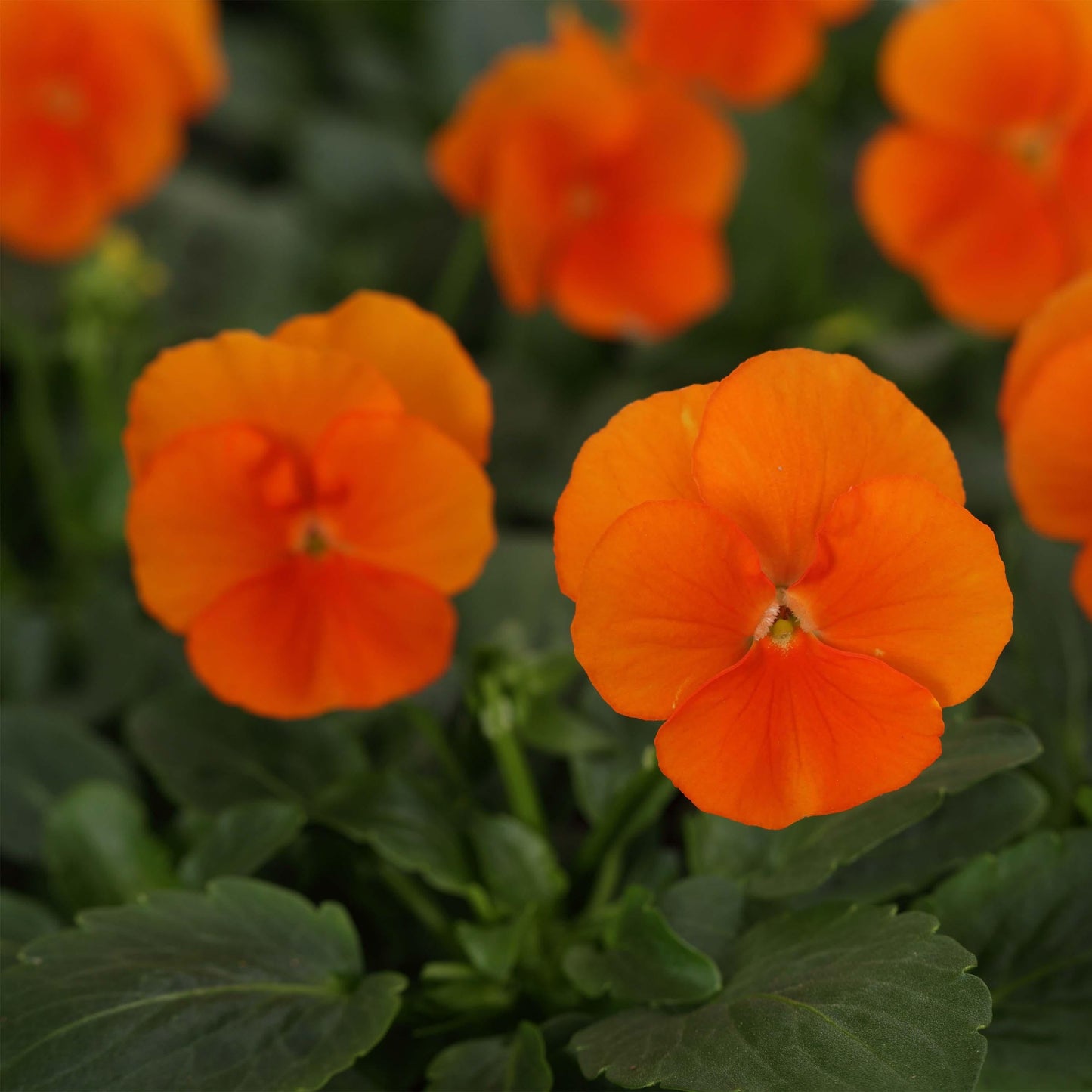 Viola Cornuta 'sorbet Xp Deep Orange' - View 27 from www redcrocus com