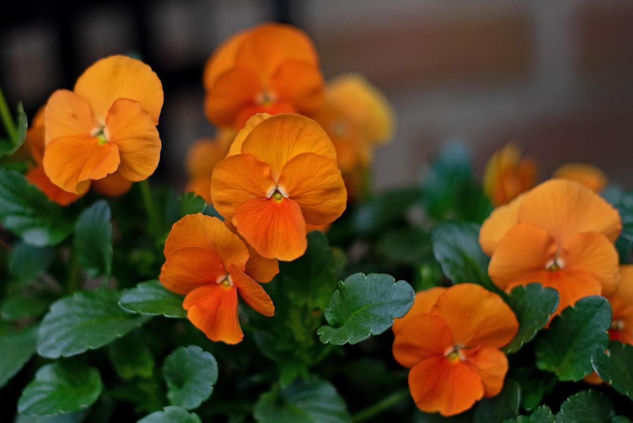 Viola Cornuta 'sorbet Xp Deep Orange' - View 28 from www redcrocus com