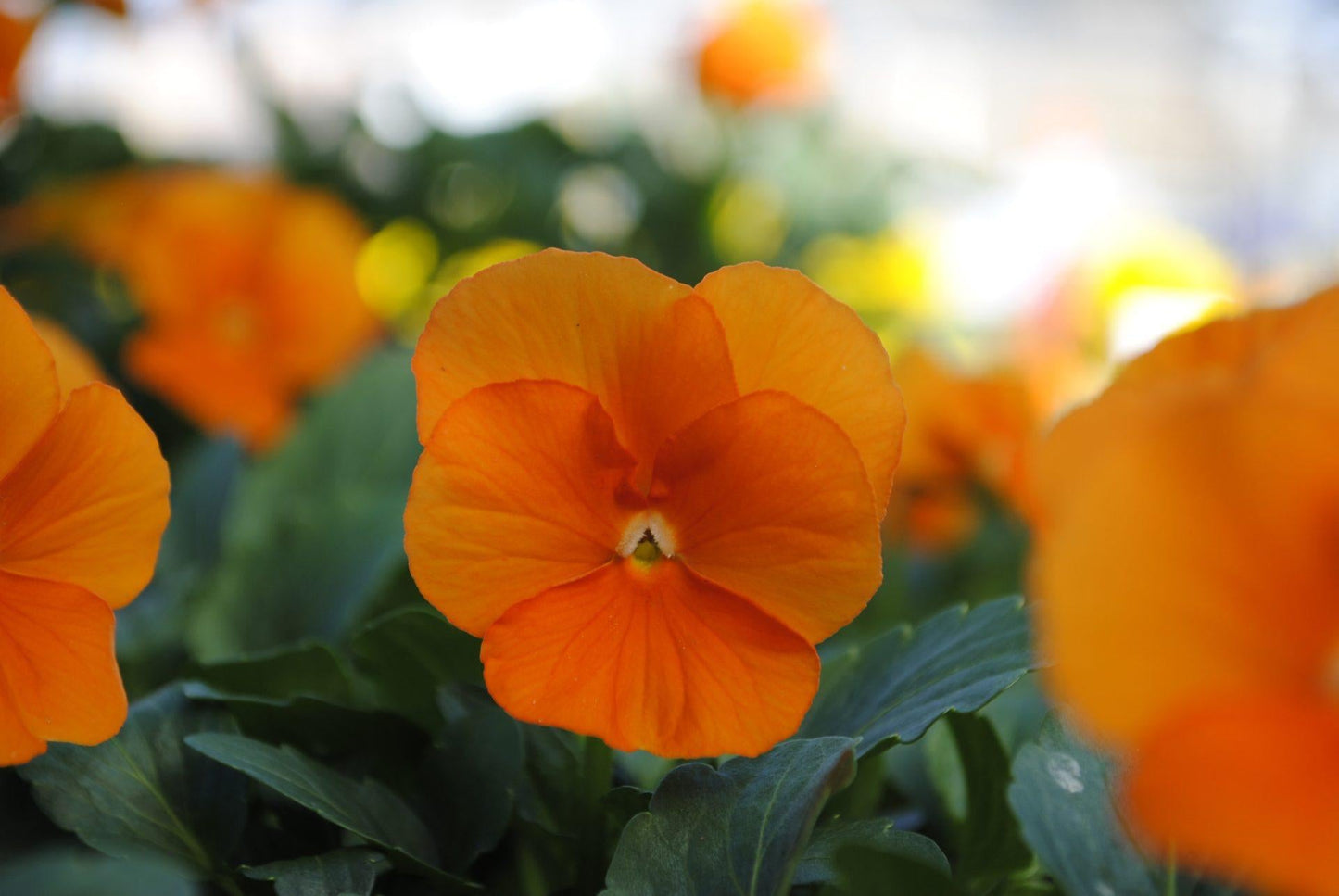 Viola Cornuta 'sorbet Xp Deep Orange' - View 4 from www redcrocus com