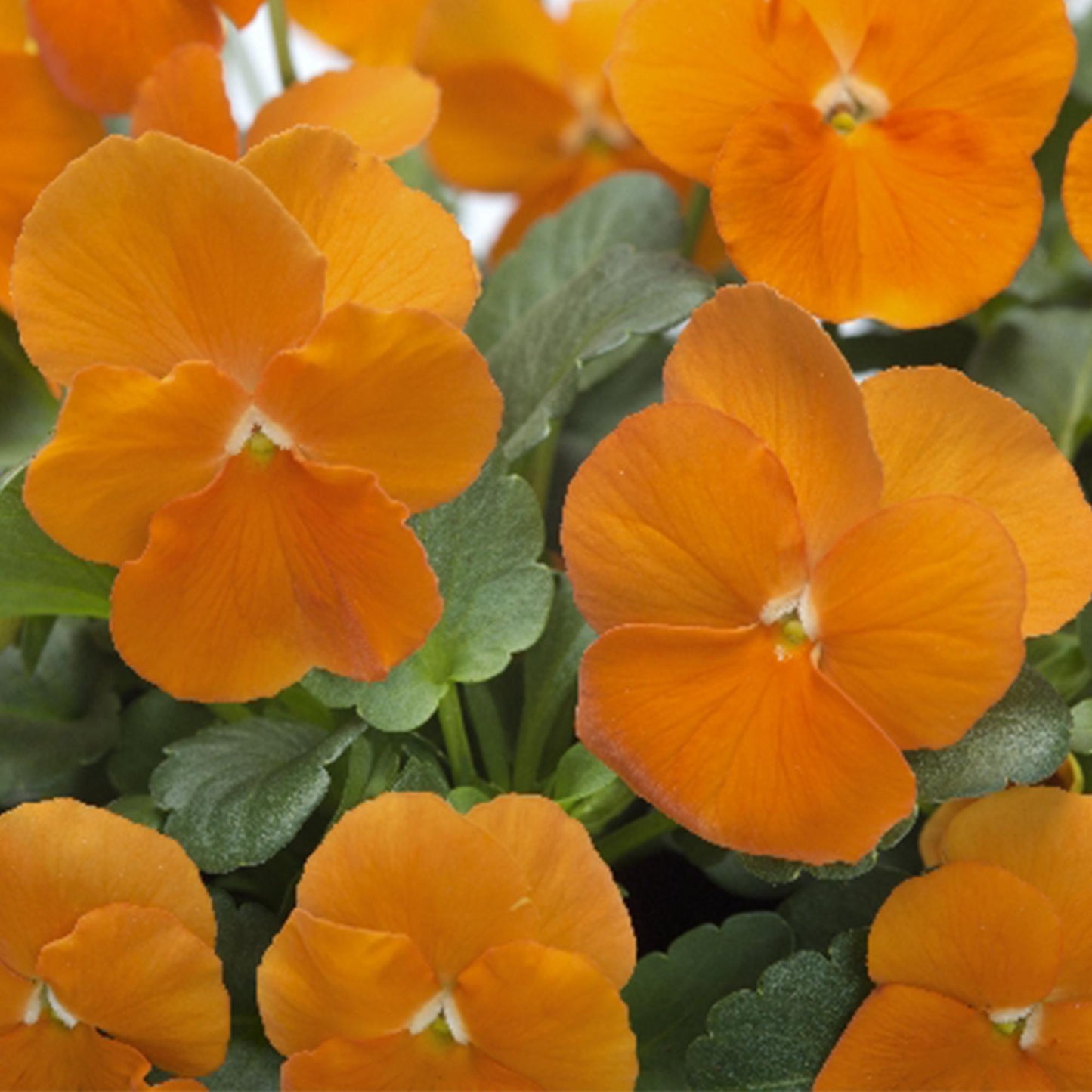 Viola Cornuta 'sorbet Xp Deep Orange' - View 6 from www redcrocus com