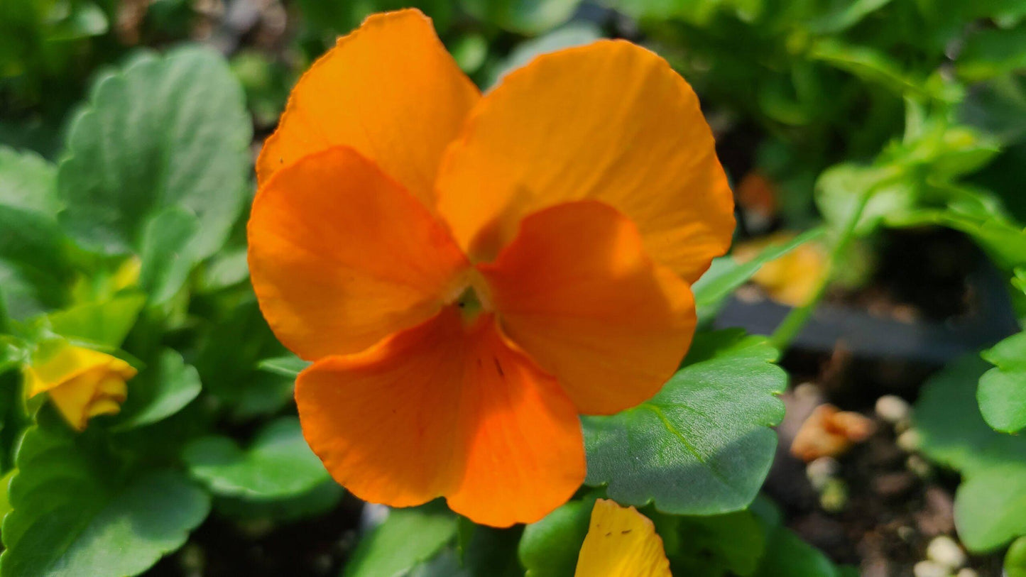 Viola Cornuta 'sorbet Xp Deep Orange' - View 7 from www redcrocus com