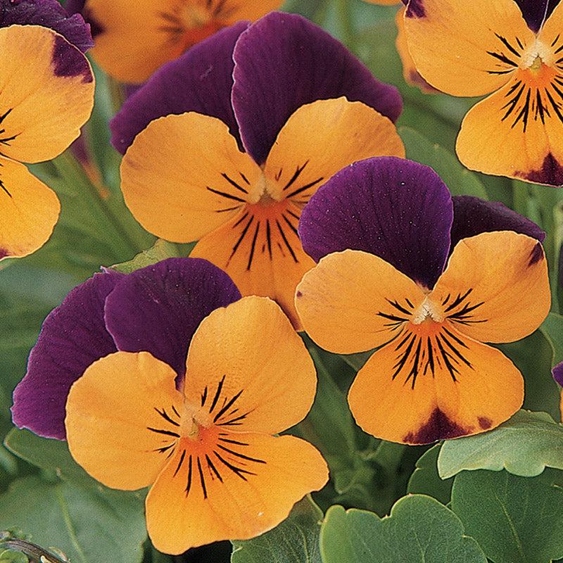 Viola Cornuta 'sorbet Xp Deep Orange' - View 8 from www redcrocus com