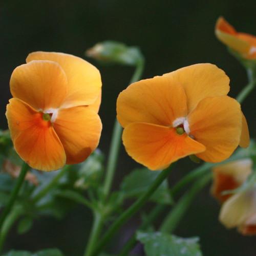 Viola Cornuta 'sorbet Xp Deep Orange' - View 9 from www redcrocus com
