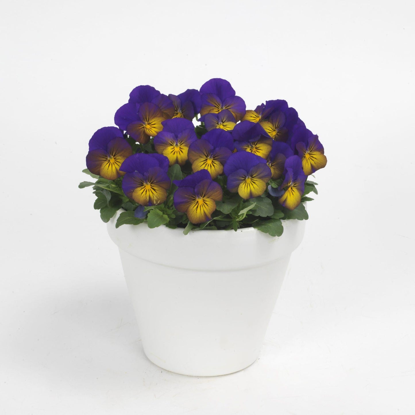 Viola Cornuta 'sorbet Xp Morpho' - View 10 from www redcrocus com