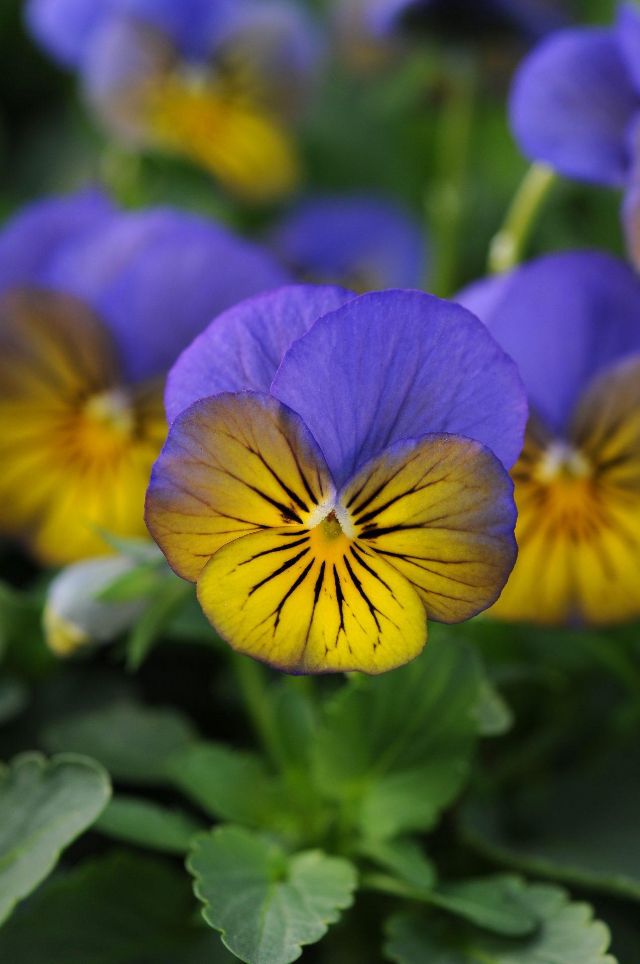 Viola Cornuta 'sorbet Xp Morpho' - View 12 from www redcrocus com