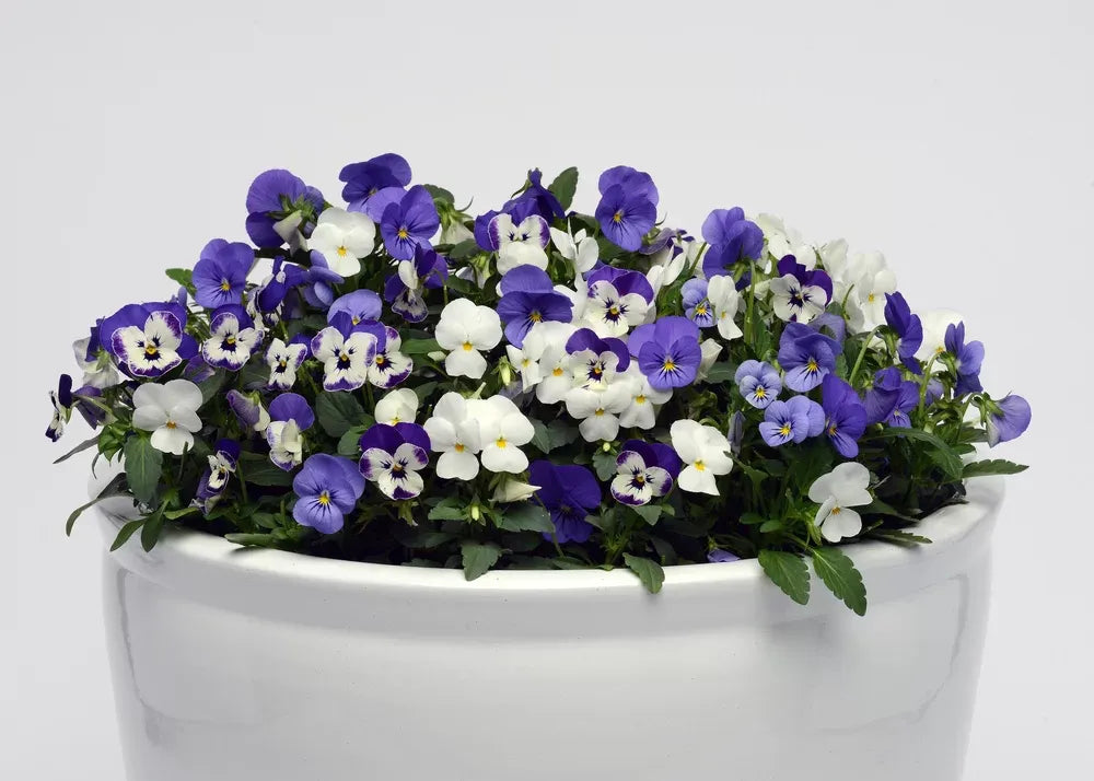 Viola Cornuta 'sorbet Xp Morpho' - View 16 from www redcrocus com