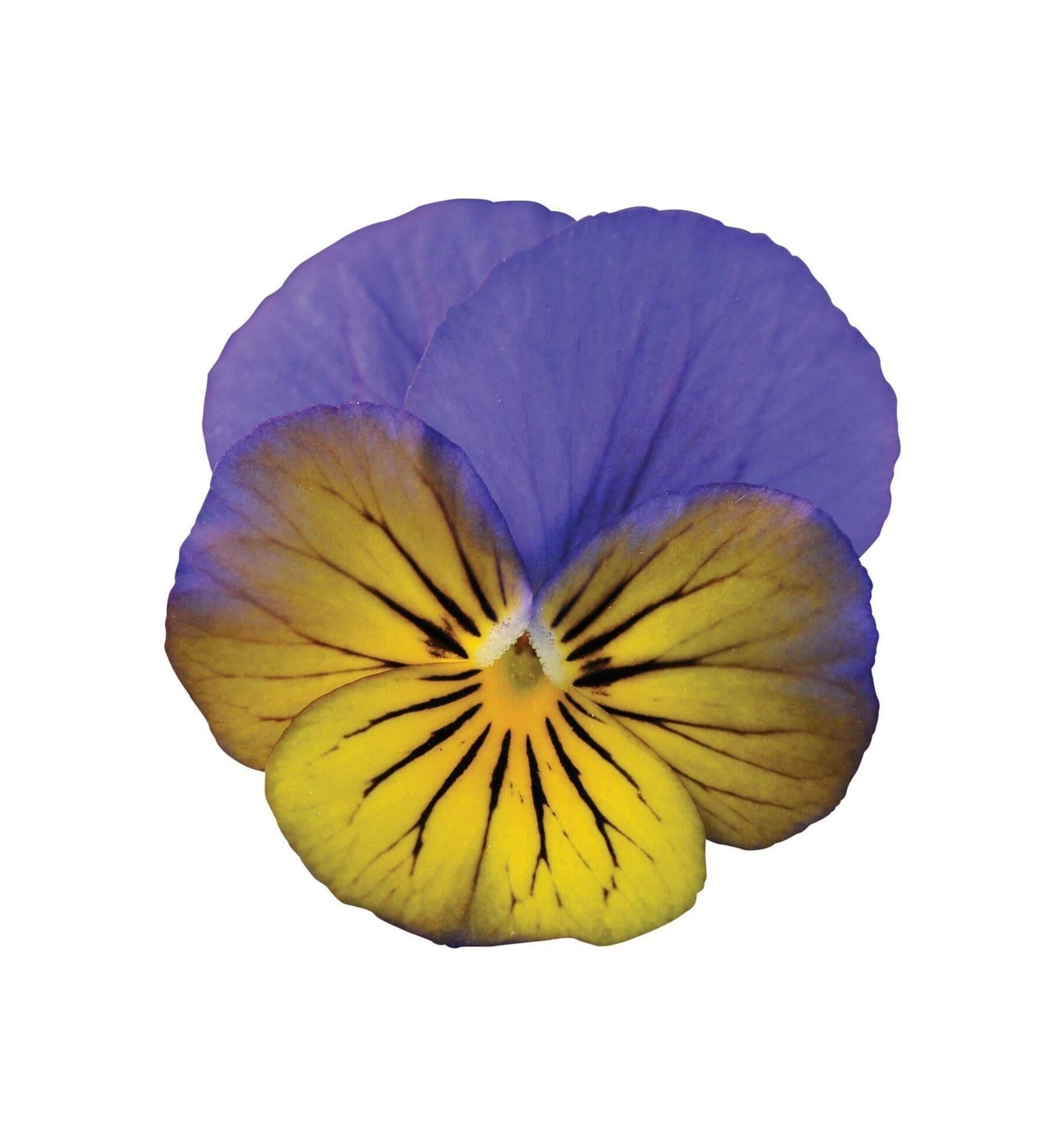Viola Cornuta 'sorbet Xp Morpho' - View 17 from www redcrocus com