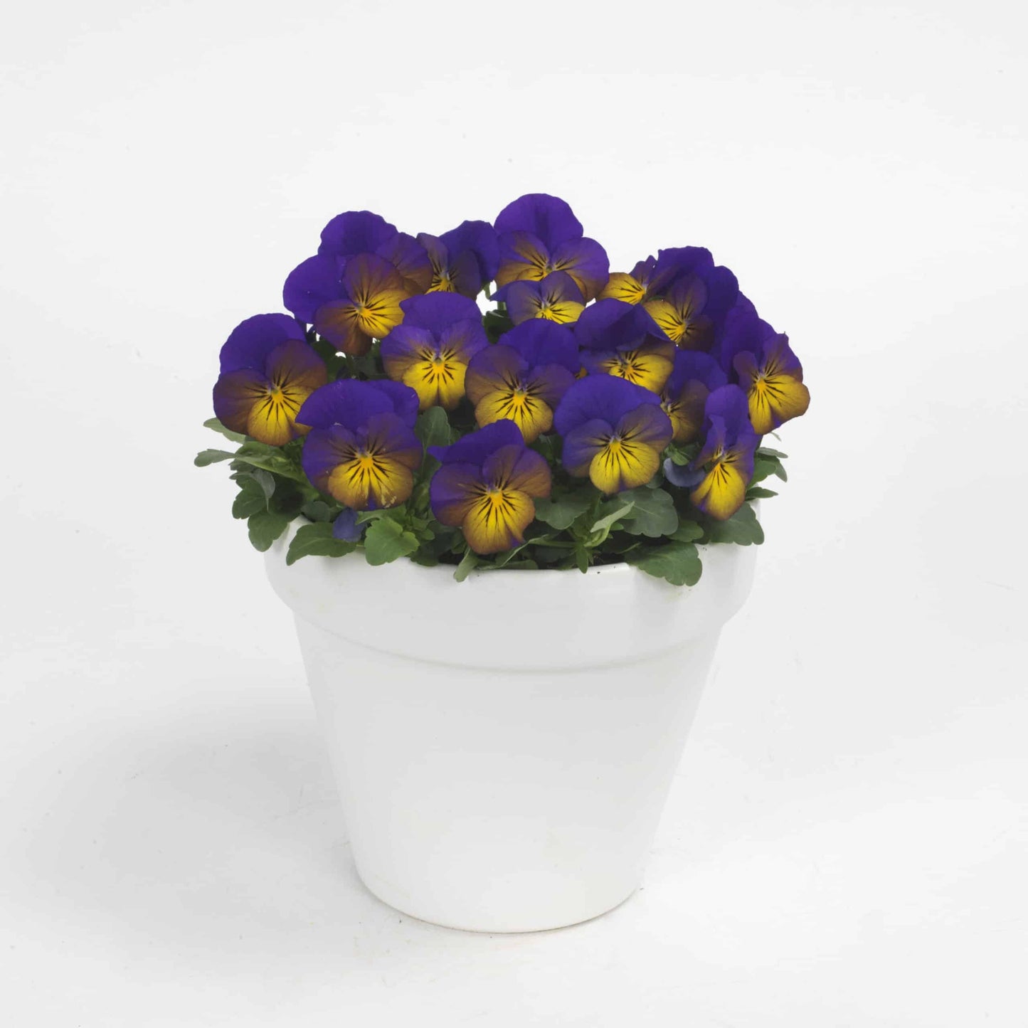 Viola Cornuta 'sorbet Xp Morpho' - View 18 from www redcrocus com