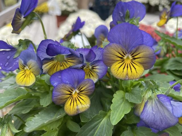 Viola Cornuta 'sorbet Xp Morpho' - View 19 from www redcrocus com