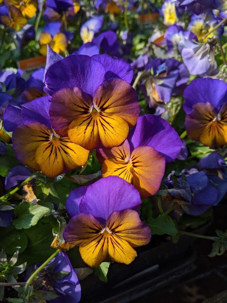 Viola Cornuta 'sorbet Xp Morpho' - View 3 from www redcrocus com
