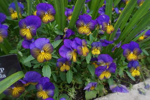 Viola Cornuta 'sorbet Xp Morpho' - View 5 from www redcrocus com