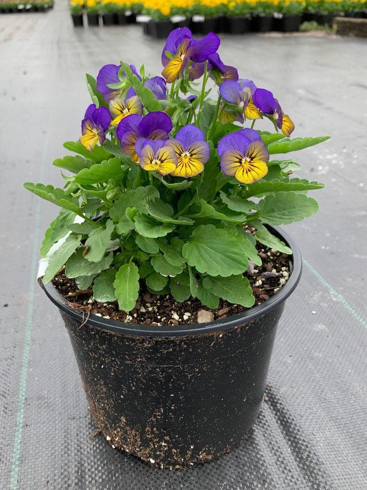 Viola Cornuta 'sorbet Xp Morpho' - View 8 from www redcrocus com