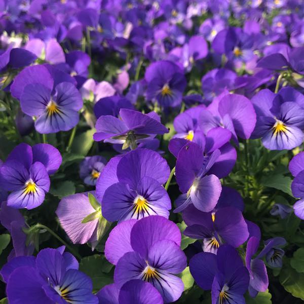 Viola Cornuta 'sorbet Xp Morpho' - View 9 from www redcrocus com