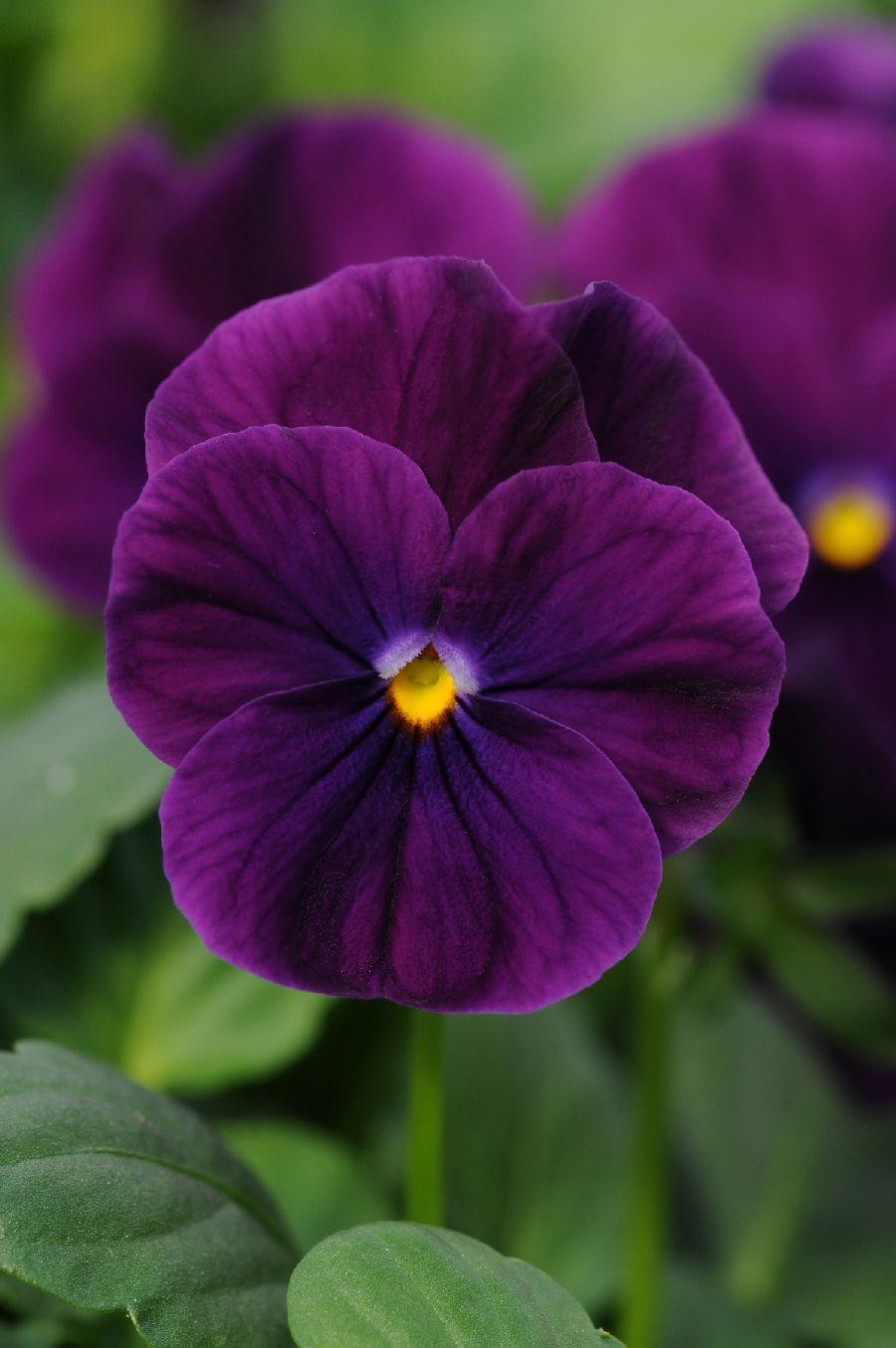 Viola Cornuta 'sorbet Xp Purple' - View 2 from www redcrocus com