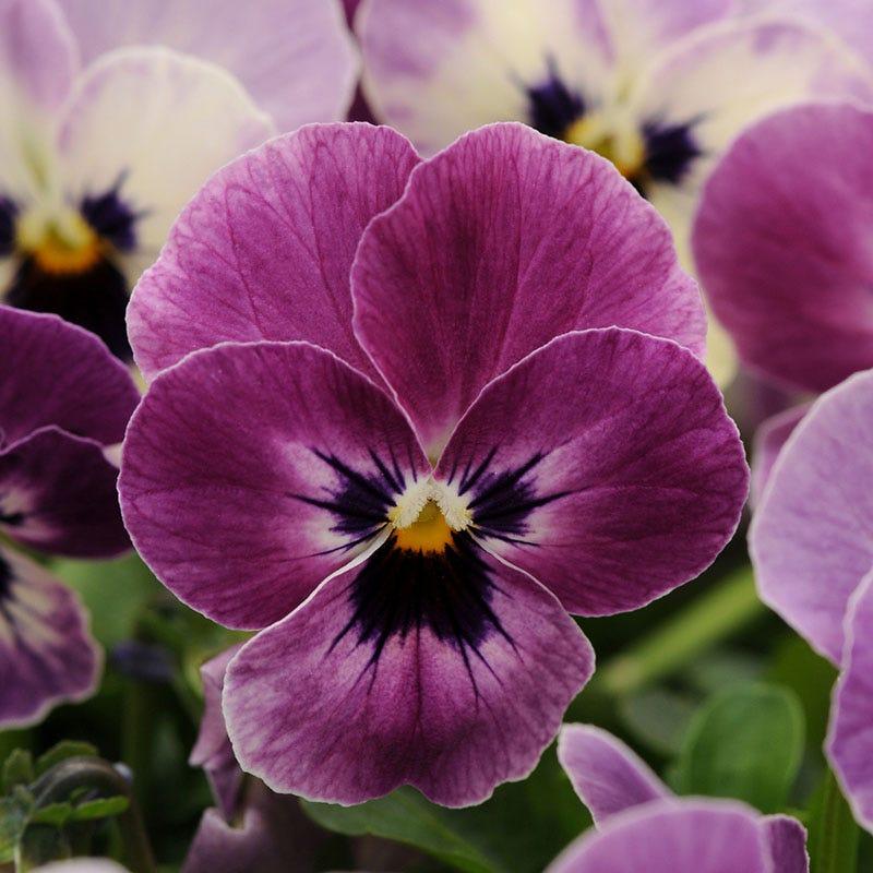 Viola Cornuta 'sorbet Xp Purple' - View 3 from www redcrocus com