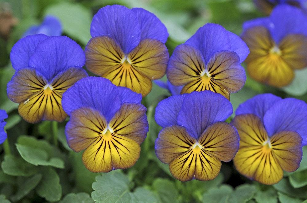 Viola Cornuta 'sorbet Xp Purple' - View 7 from www redcrocus com