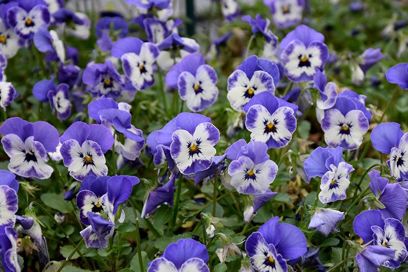 Viola Cornuta 'sorbet Xp True Blue' - View 10 from www redcrocus com