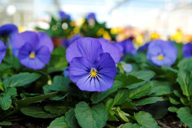 Viola Cornuta 'sorbet Xp True Blue' - View 12 from www redcrocus com