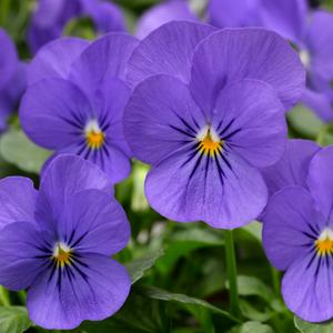 Viola Cornuta 'sorbet Xp True Blue' - View 14 from www redcrocus com