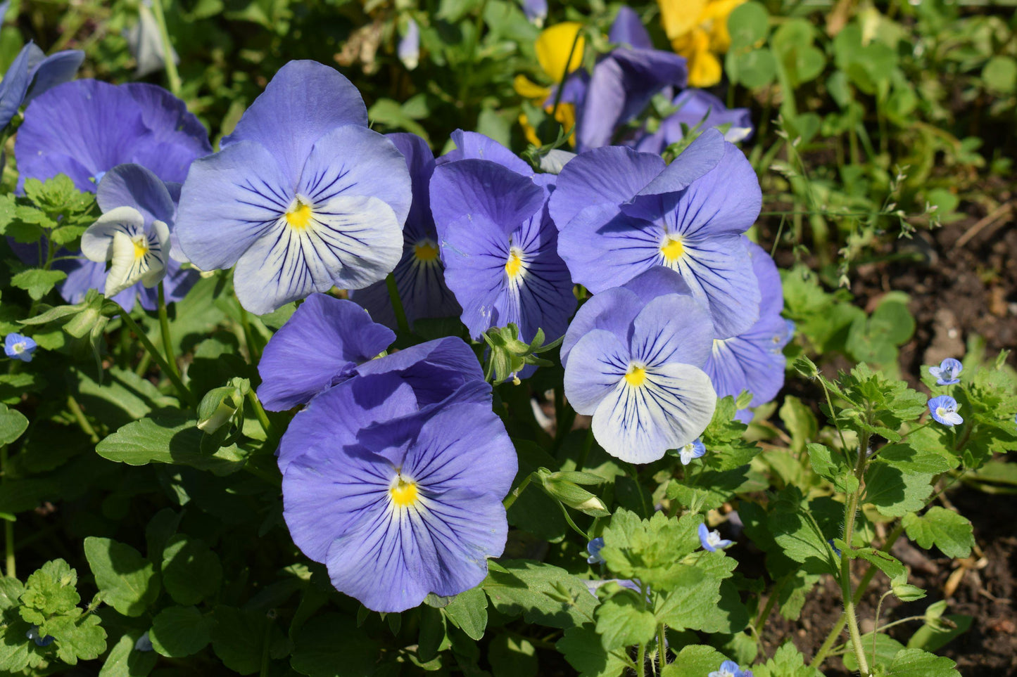 Viola Cornuta 'sorbet Xp True Blue' - View 15 from www redcrocus com
