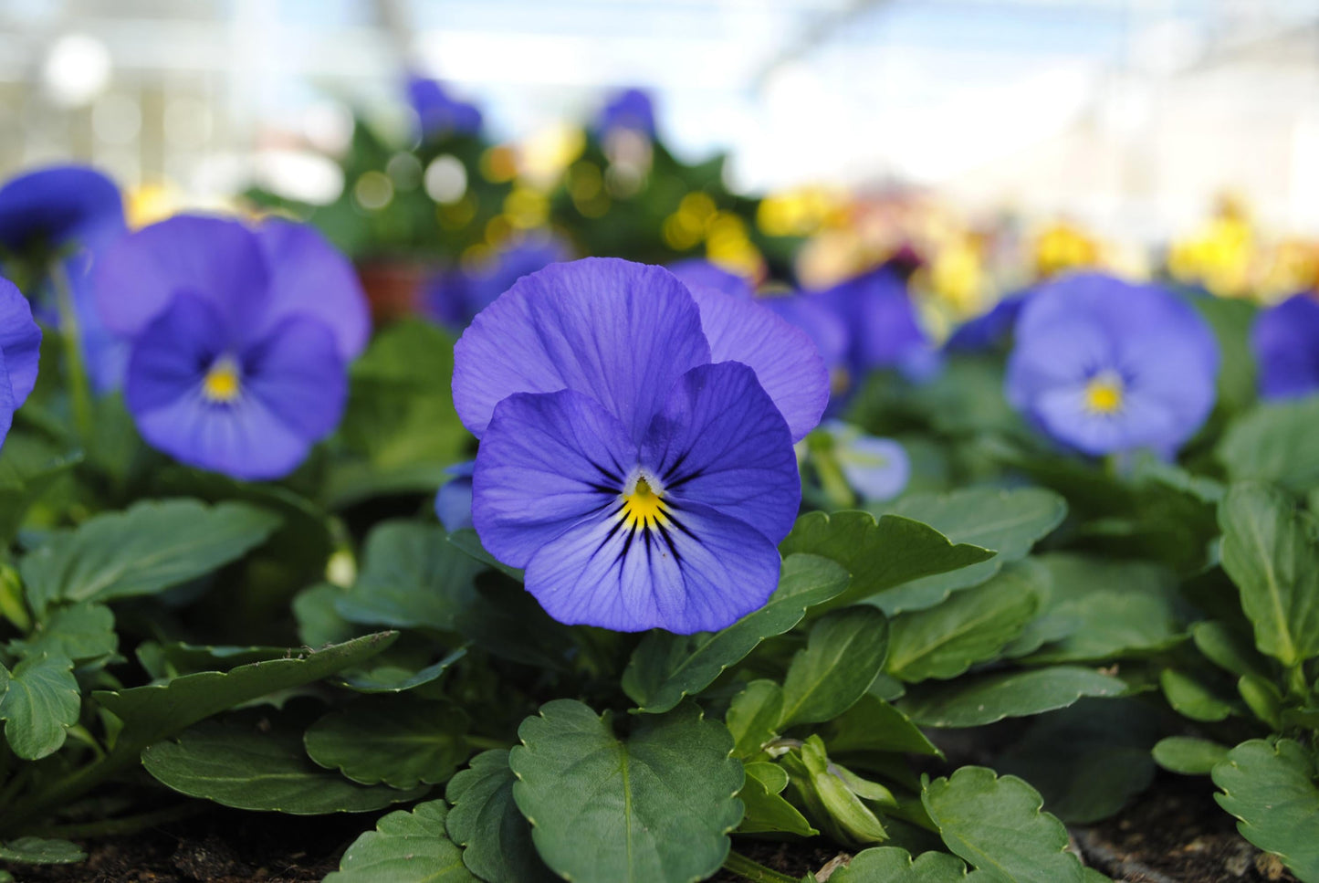 Viola Cornuta 'sorbet Xp True Blue' - View 16 from www redcrocus com