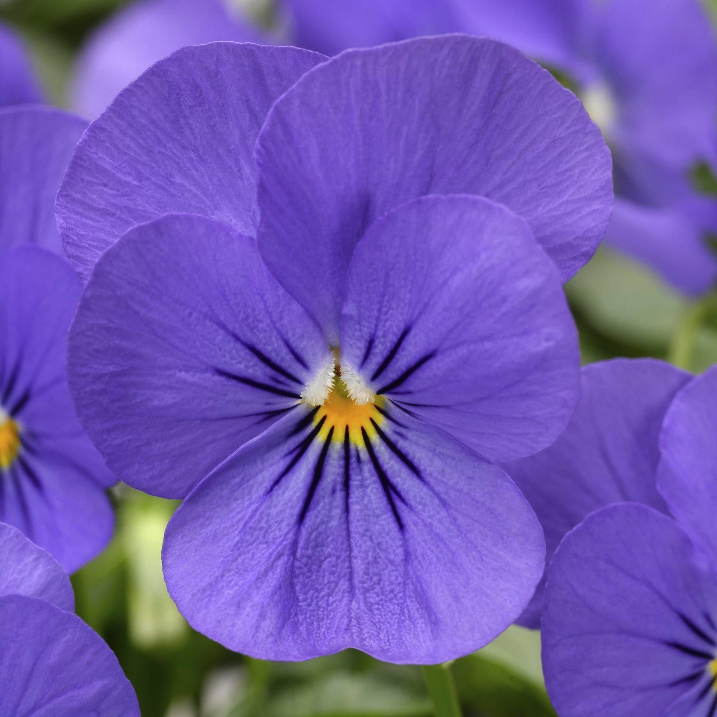 Viola Cornuta 'sorbet Xp True Blue' - View 18 from www redcrocus com