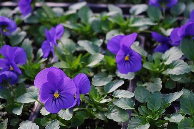 Viola Cornuta 'sorbet Xp True Blue' - View 19 from www redcrocus com