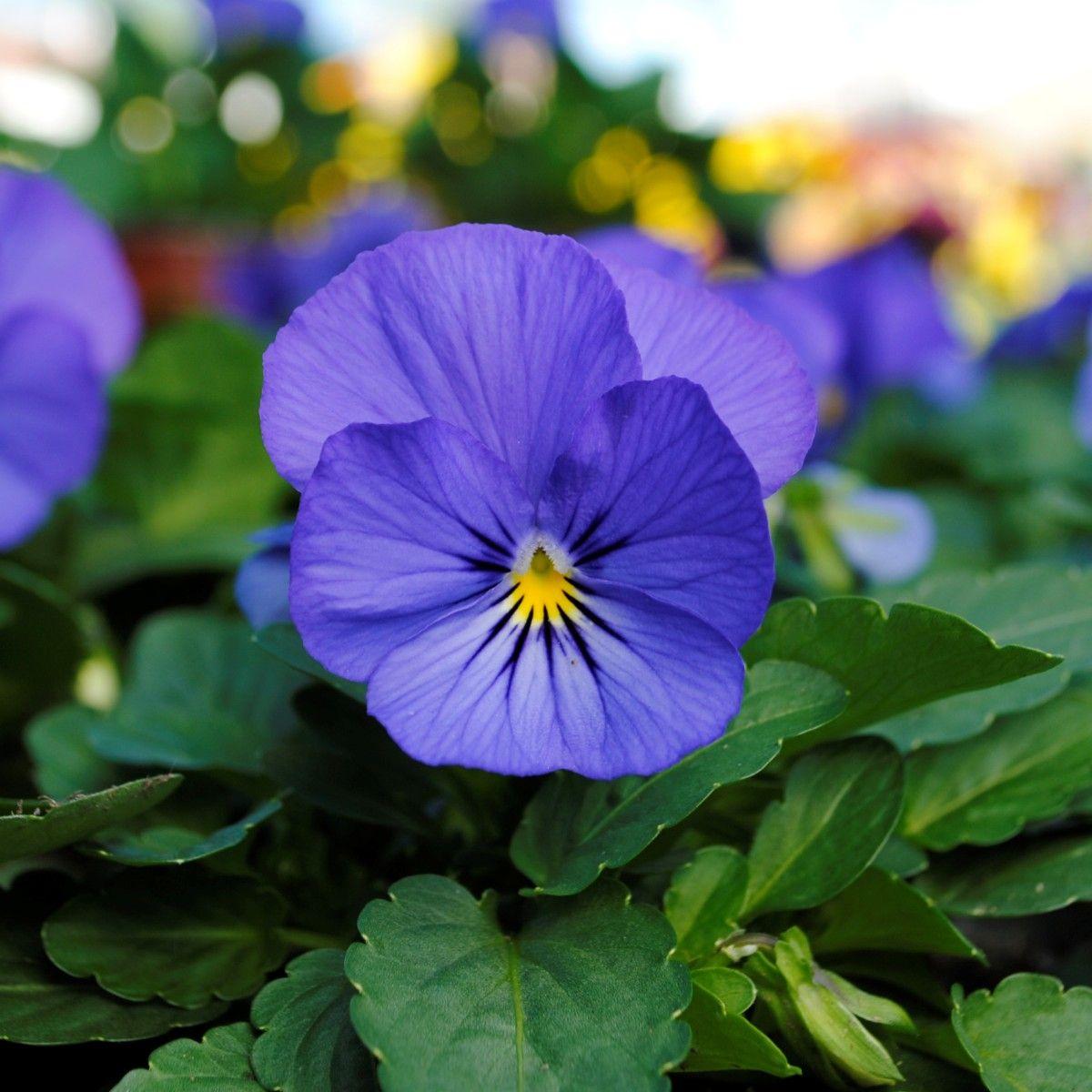 Viola Cornuta 'sorbet Xp True Blue' - View 20 from www redcrocus com