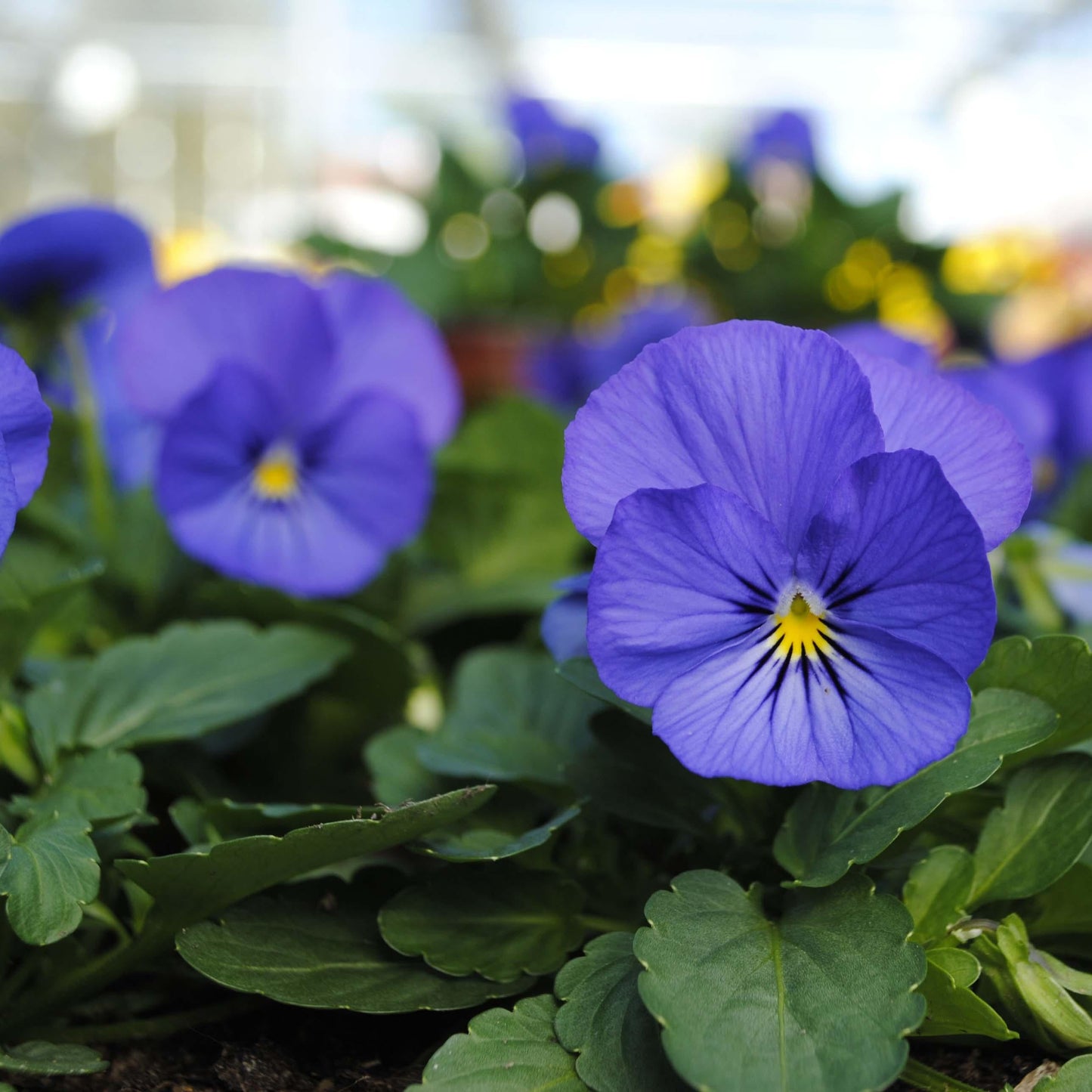 Viola Cornuta 'sorbet Xp True Blue' - View 21 from www redcrocus com