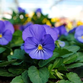 Viola Cornuta 'sorbet Xp True Blue' - View 22 from www redcrocus com